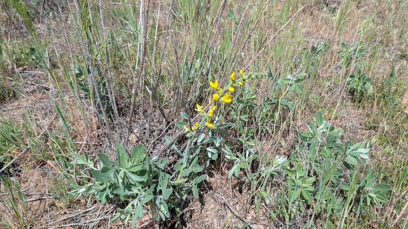 Thermopsis californica var. semota