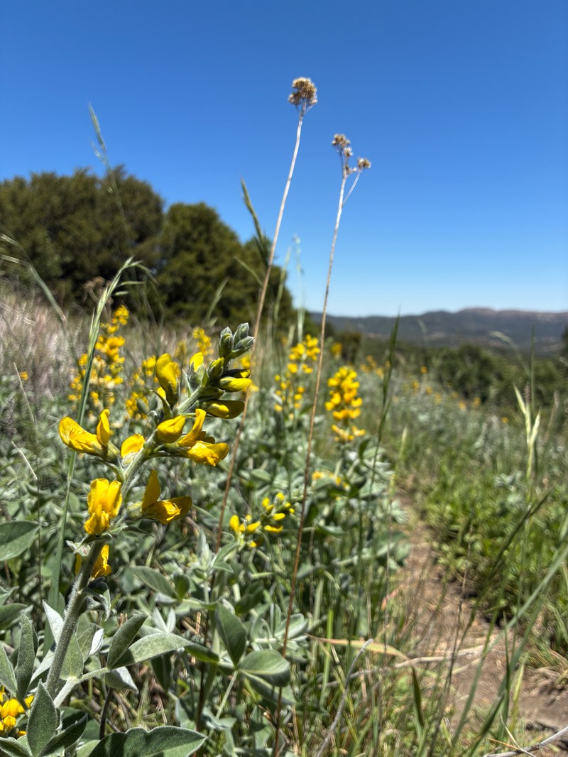 Thermopsis californica var. semota photo 2