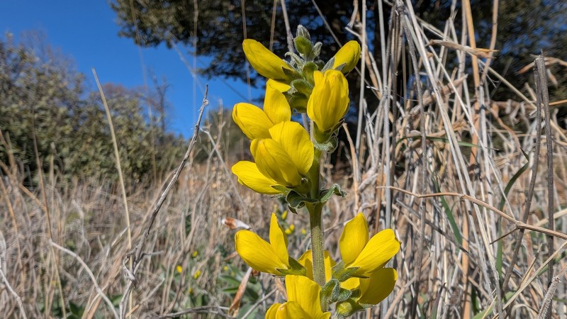 Thermopsis californica var. semota photo 3
