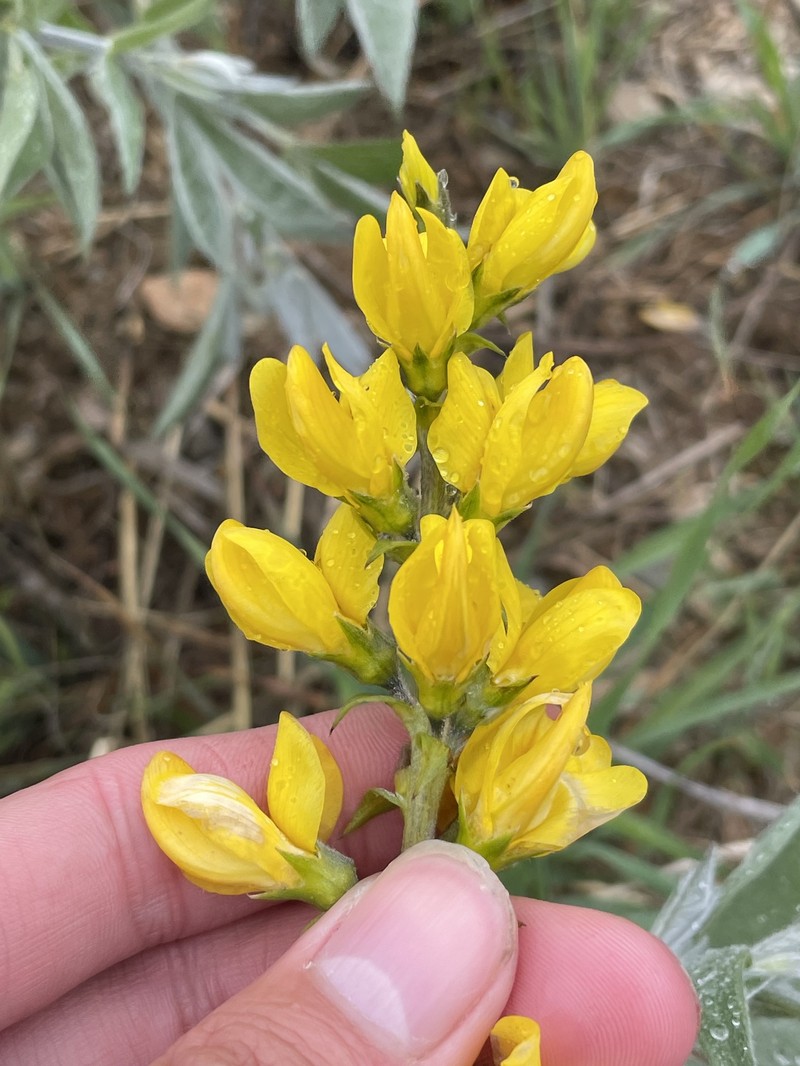 Thermopsis californica var. semota photo 4