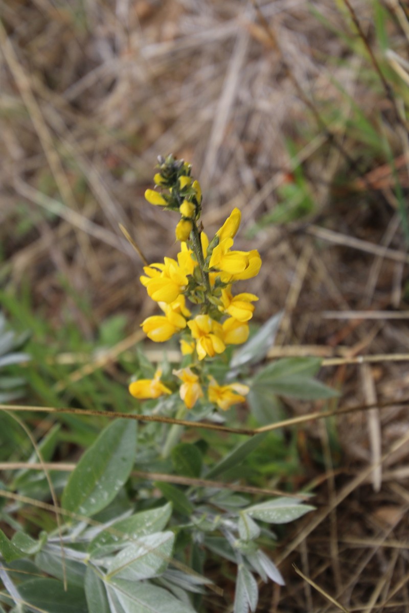 Thermopsis californica var. semota photo 5