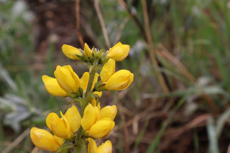 Thermopsis californica var. semota photo 6