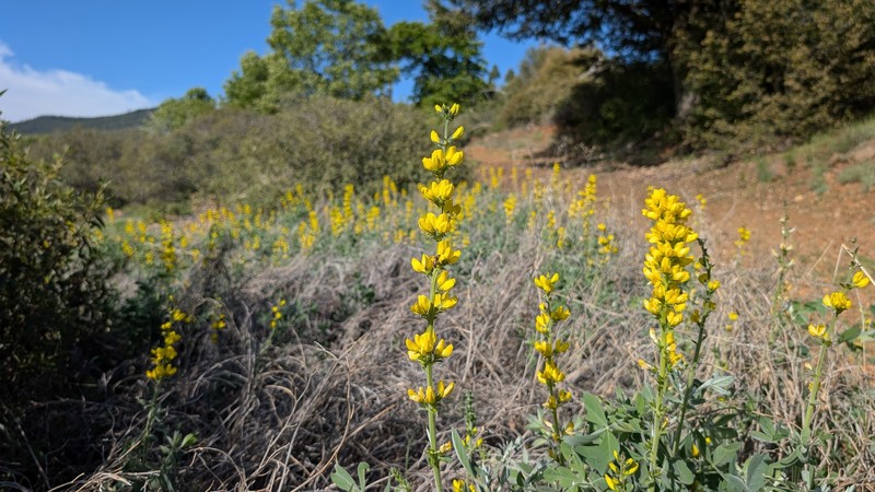 Thermopsis californica var. semota photo 7