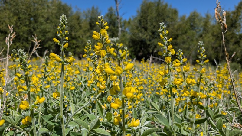 Thermopsis californica var. semota photo 8