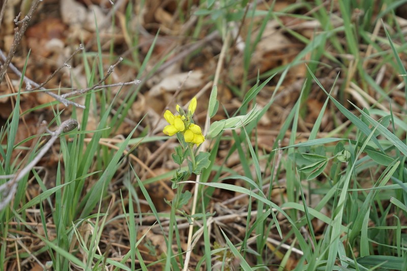 Spreadfruit Goldenbanner photo 3