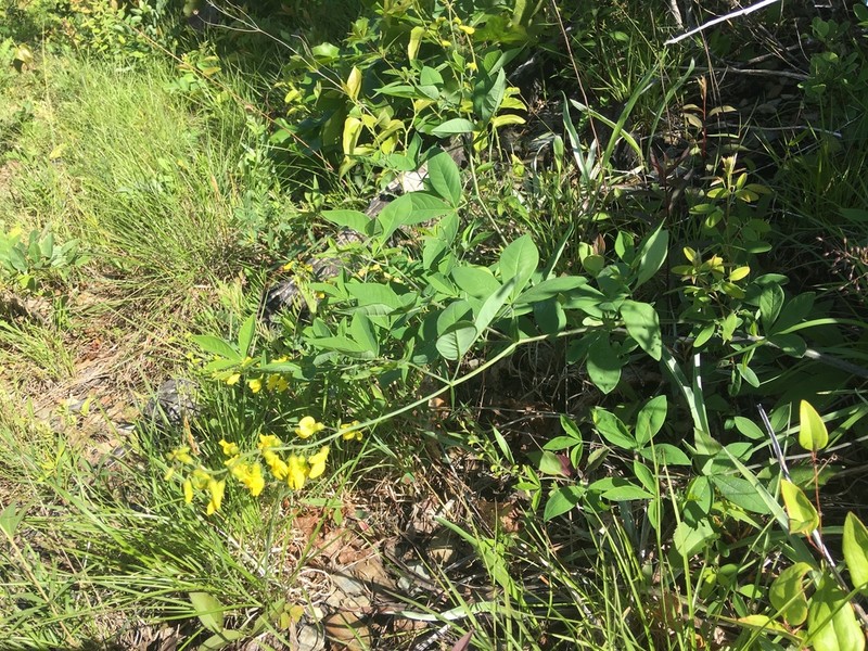 Ashleaf Goldenbanner