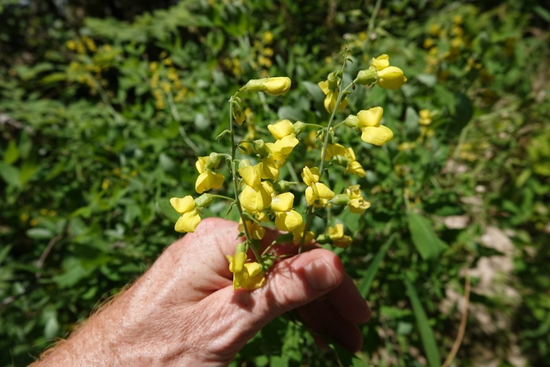 Ashleaf Goldenbanner photo 2