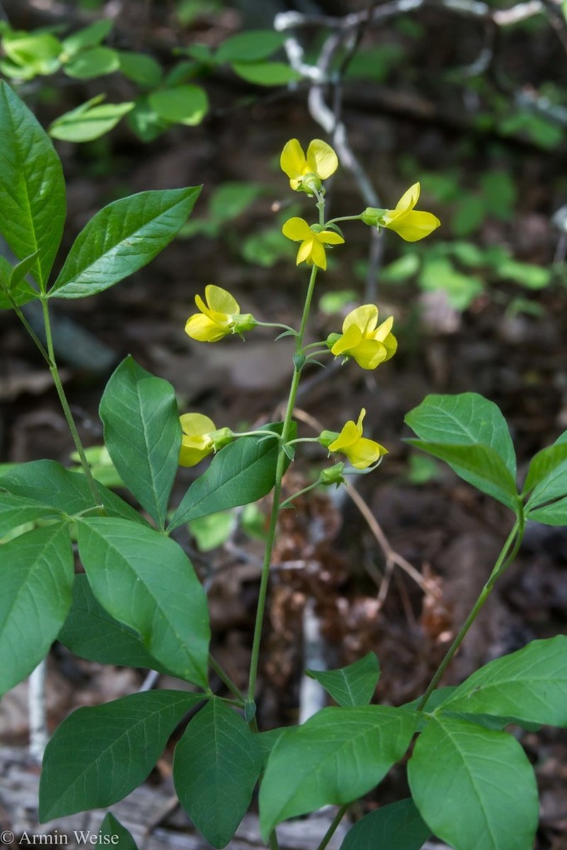 Ashleaf Goldenbanner photo 3