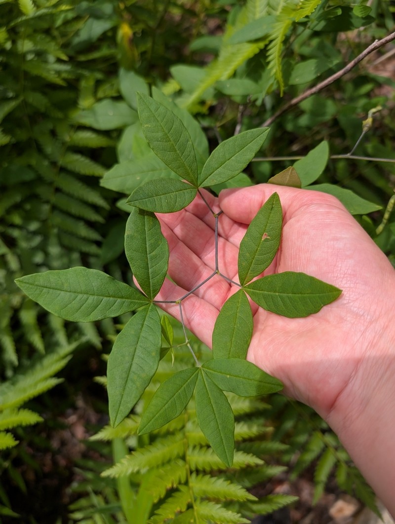 Ashleaf Goldenbanner photo 4