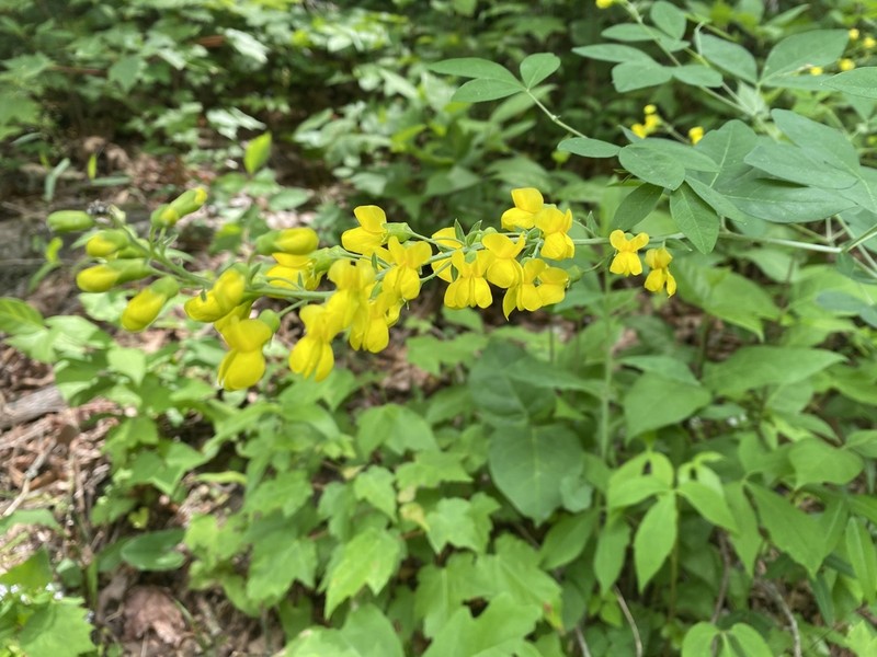 Ashleaf Goldenbanner photo 5
