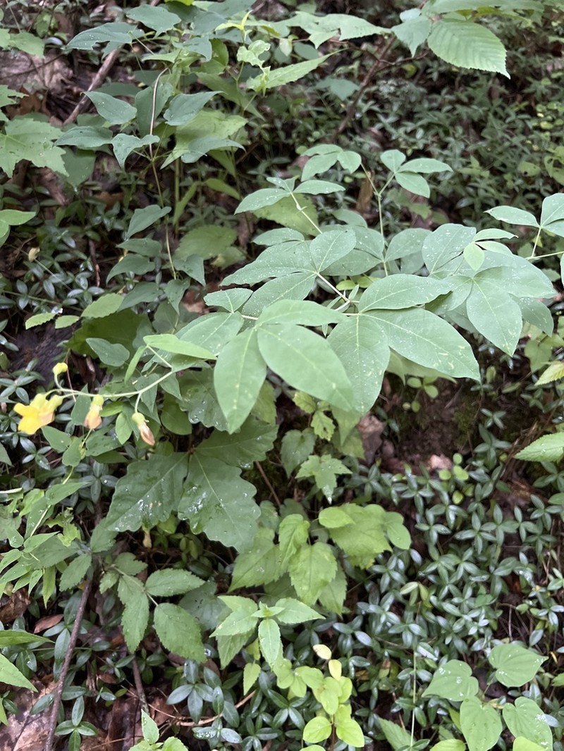 Ashleaf Goldenbanner photo 6
