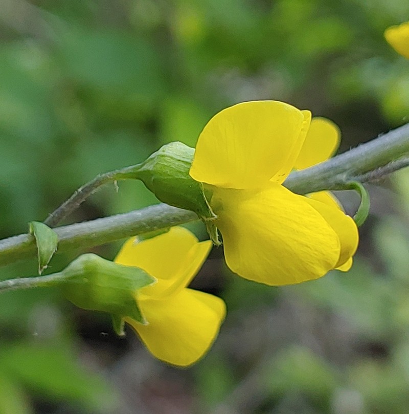 Ashleaf Goldenbanner photo 7