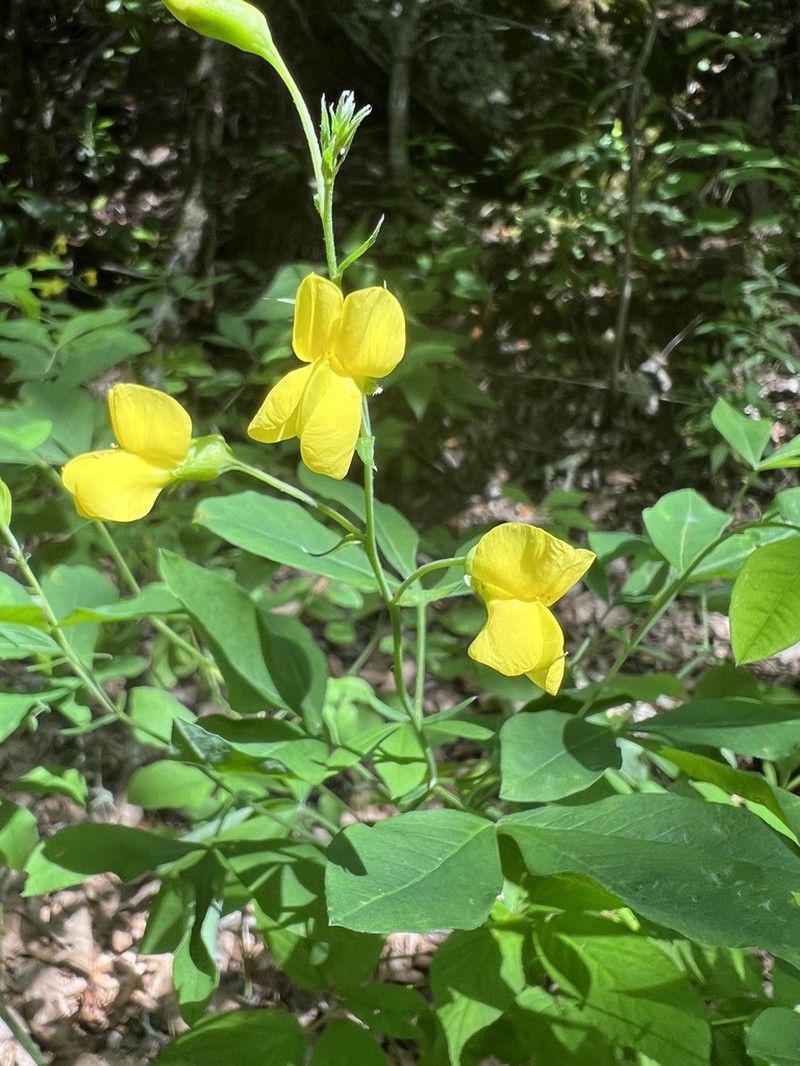Ashleaf Goldenbanner photo 8