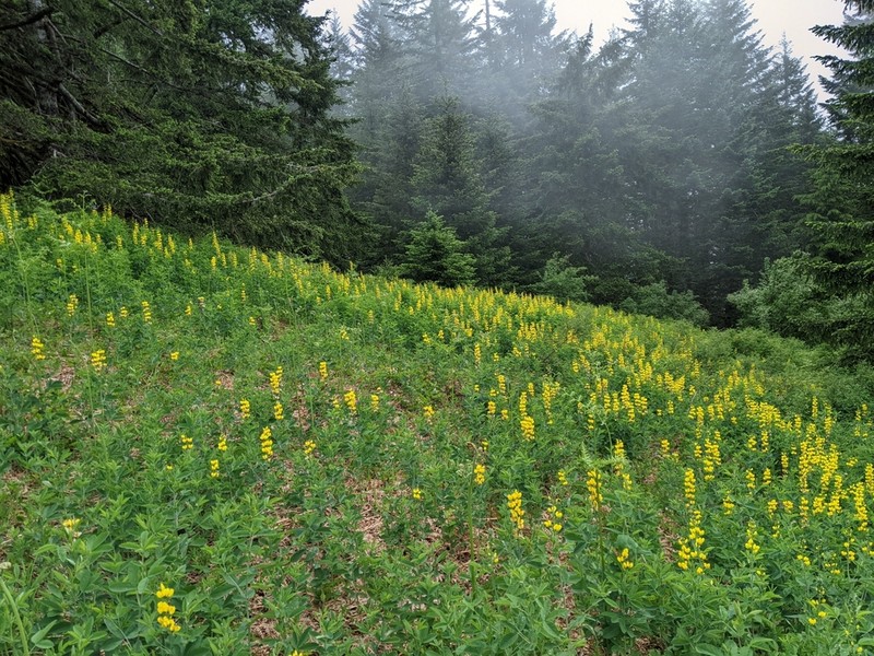 Slender Goldenbanner photo 2