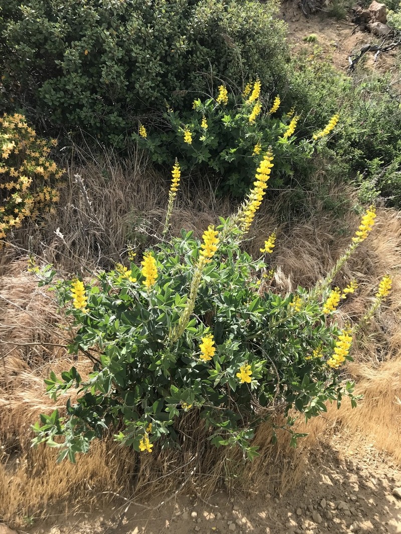 Santa Inez Goldenbanner photo 5