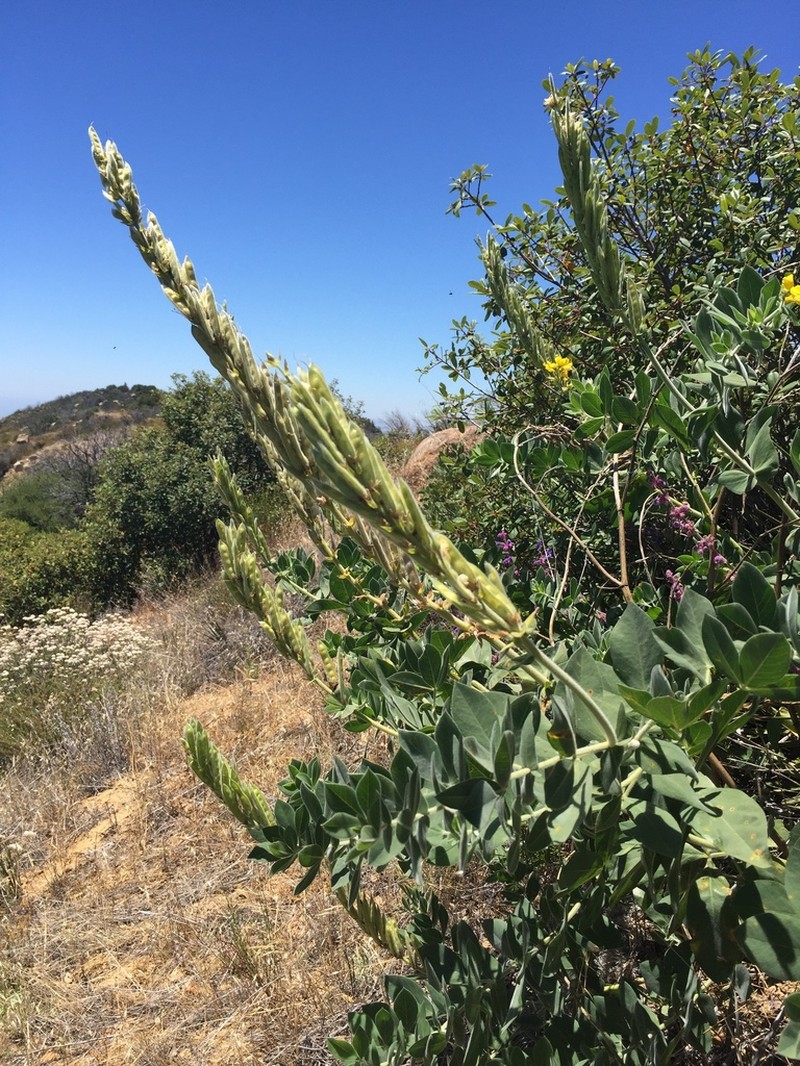 Santa Inez Goldenbanner photo 6