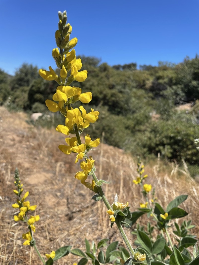 Santa Inez Goldenbanner photo 8