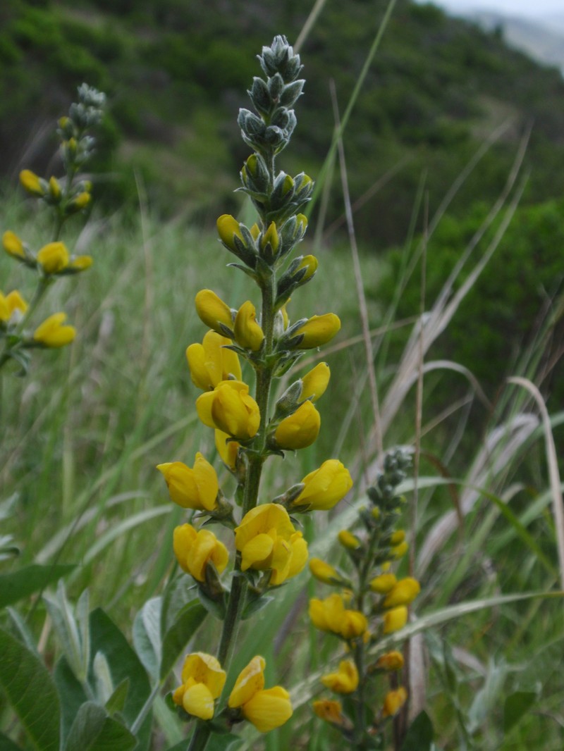 Santa Inez Goldenbanner photo 2