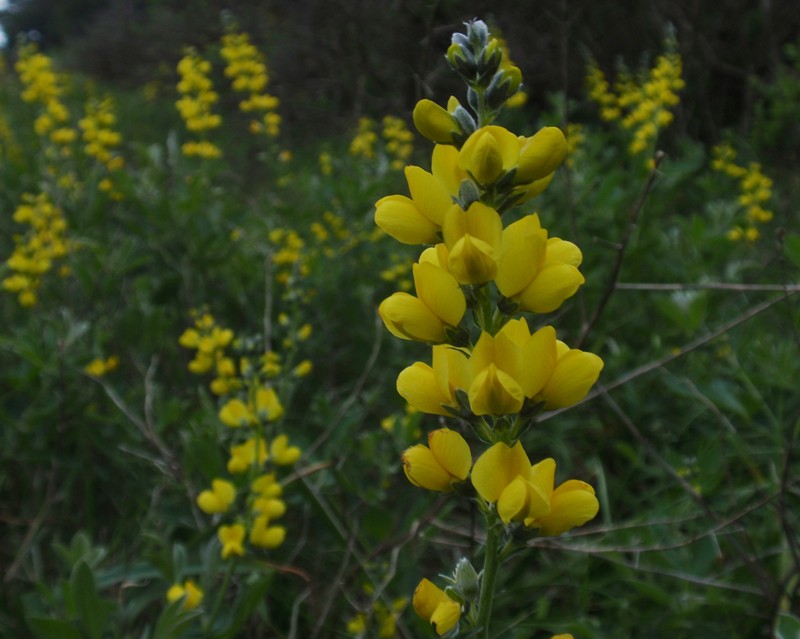 Santa Inez Goldenbanner photo 3