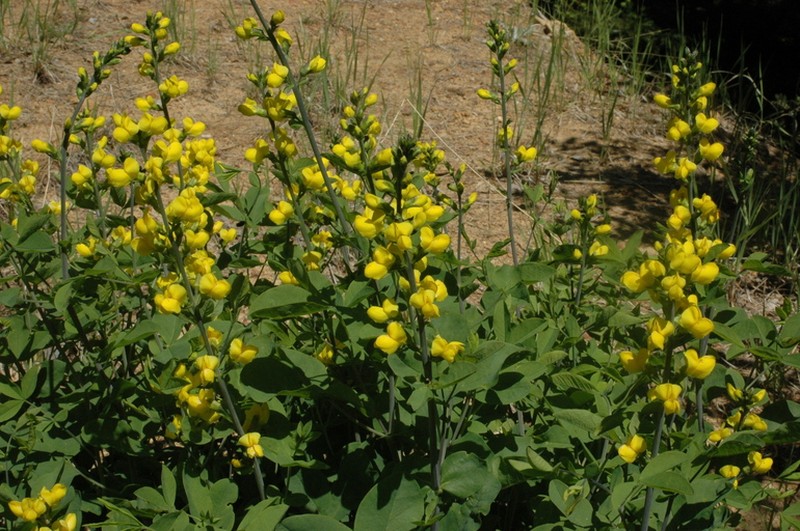 Santa Inez Goldenbanner photo 4