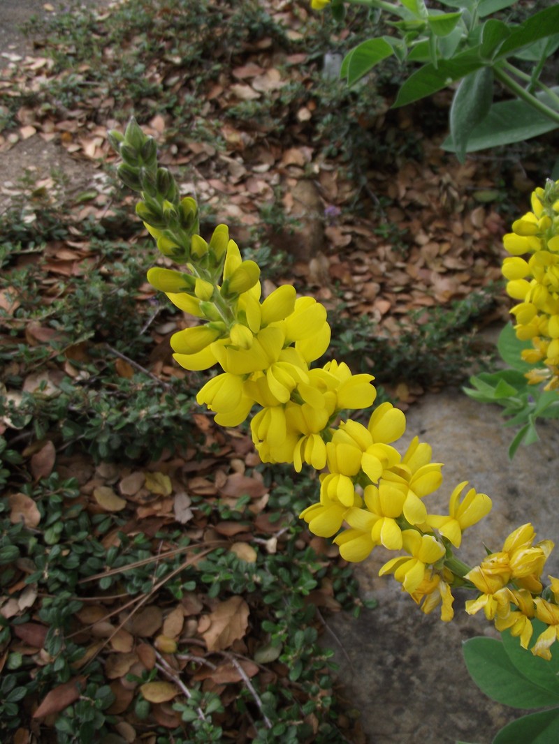 Santa Inez Goldenbanner photo 6