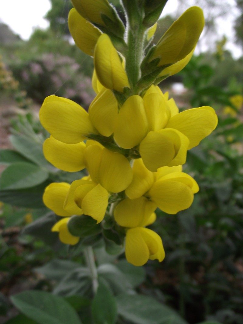 Santa Inez Goldenbanner photo 7