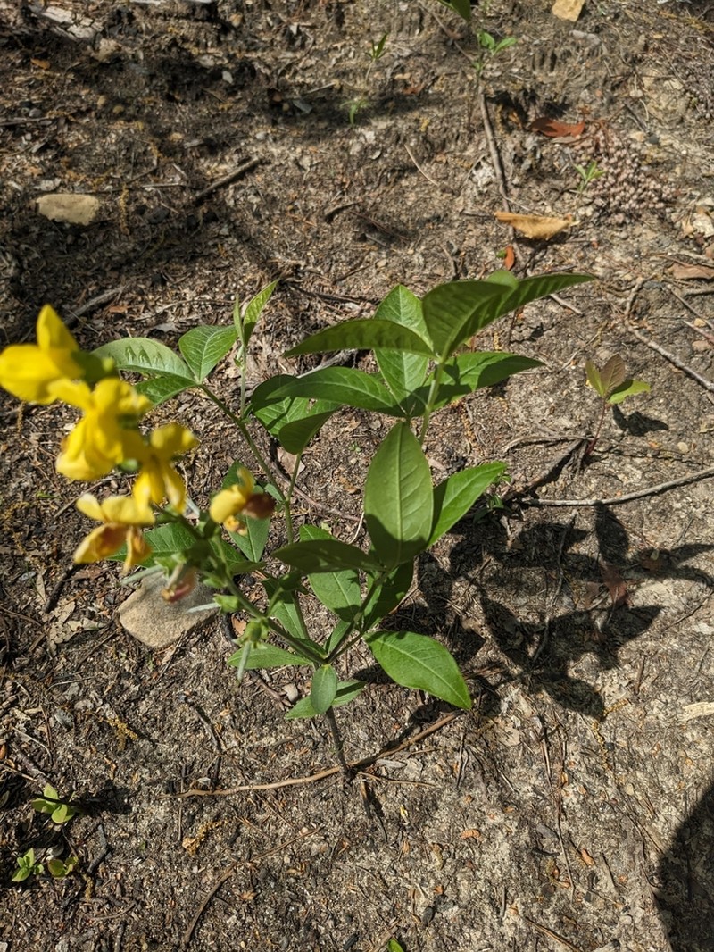 Allegheny Mountain Goldenbanner