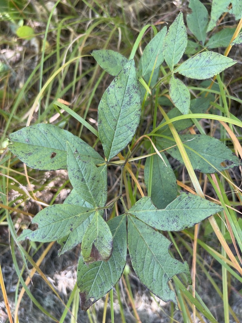 Allegheny Mountain Goldenbanner photo 2