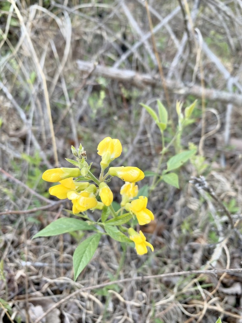 Allegheny Mountain Goldenbanner photo 3
