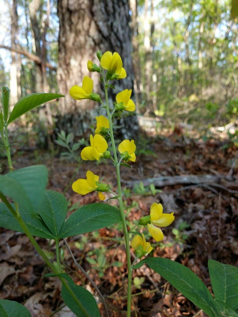 Allegheny Mountain Goldenbanner photo 4