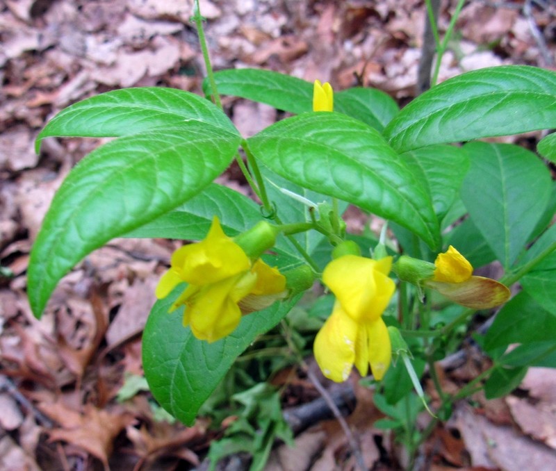 Allegheny Mountain Goldenbanner photo 5