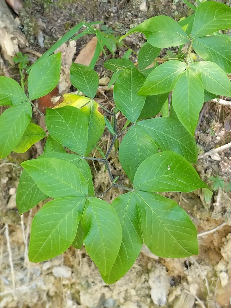 Allegheny Mountain Goldenbanner photo 6