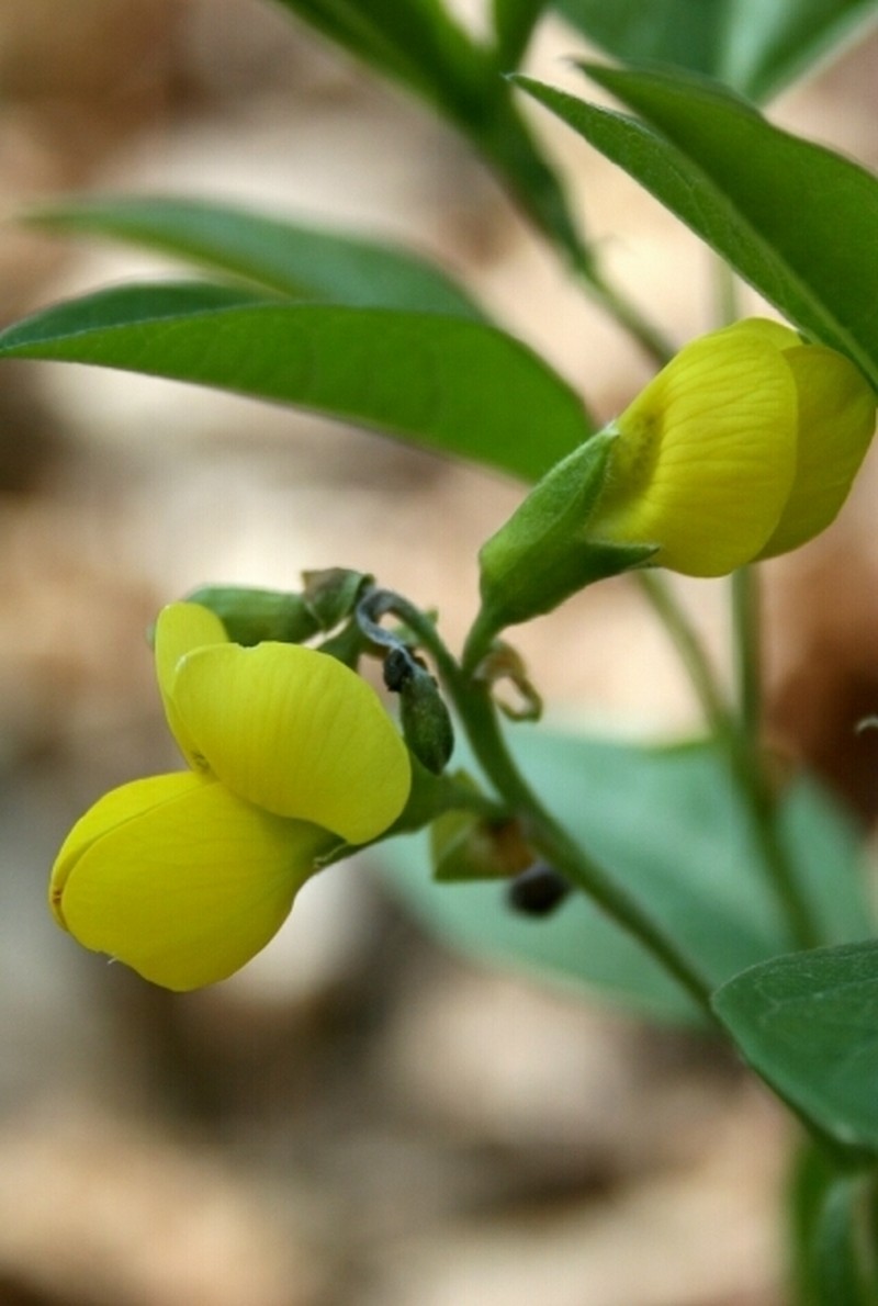 Allegheny Mountain Goldenbanner photo 7