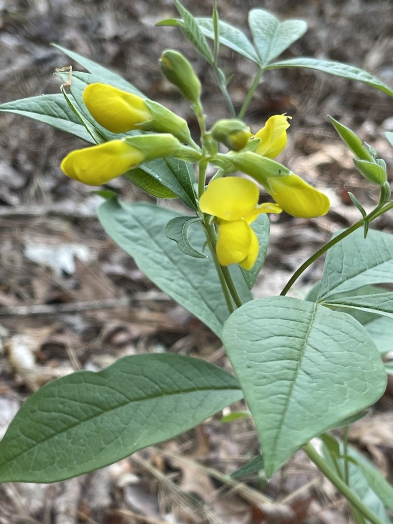 Allegheny Mountain Goldenbanner photo 8