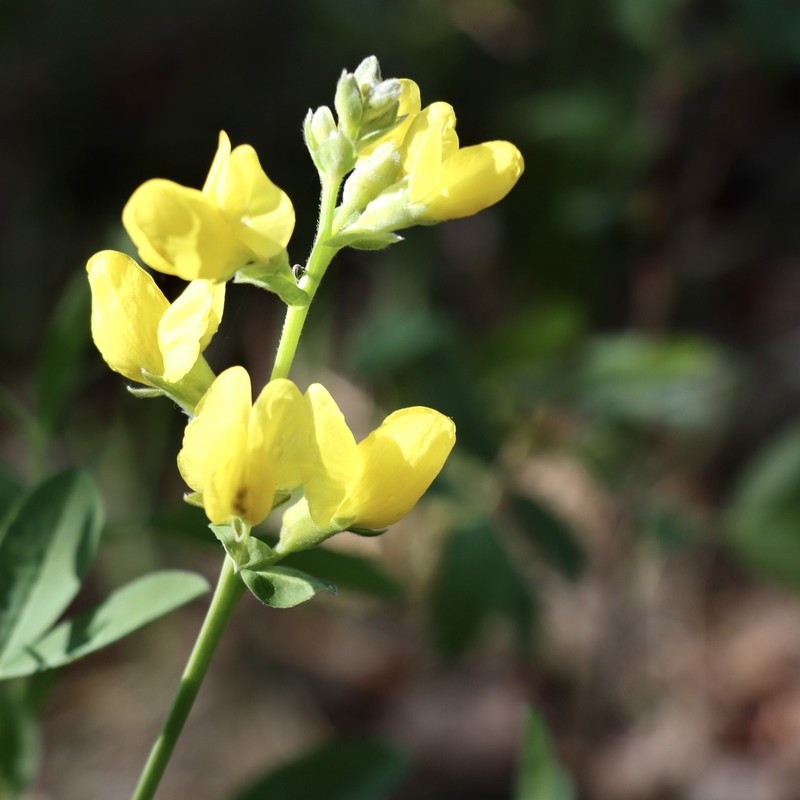 Mountain Goldenbanner photo 2