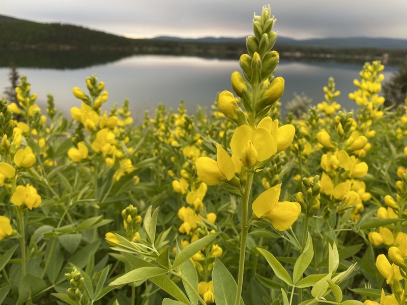 Mountain Goldenbanner photo 4