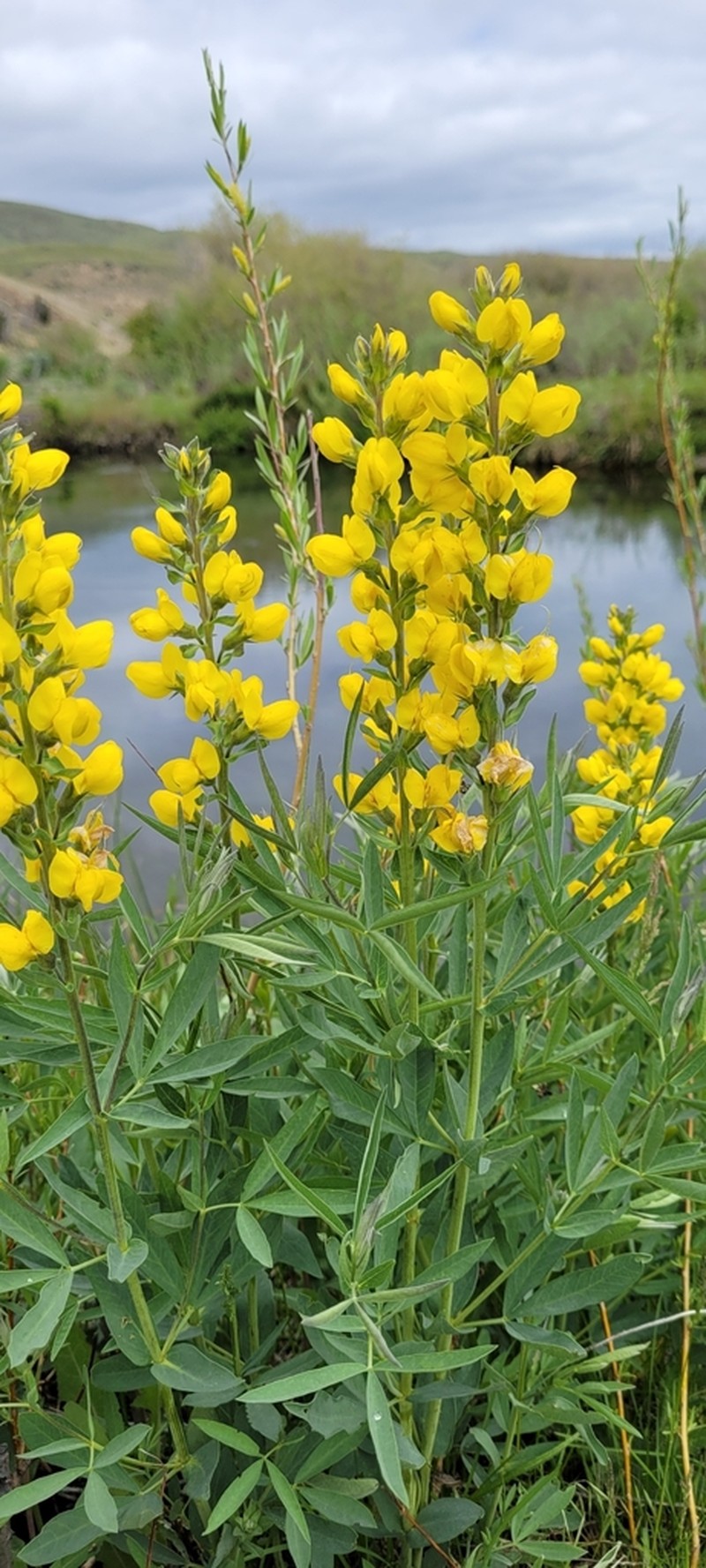 Mountain Goldenbanner photo 5