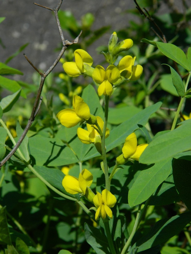 Mountain Goldenbanner photo 6