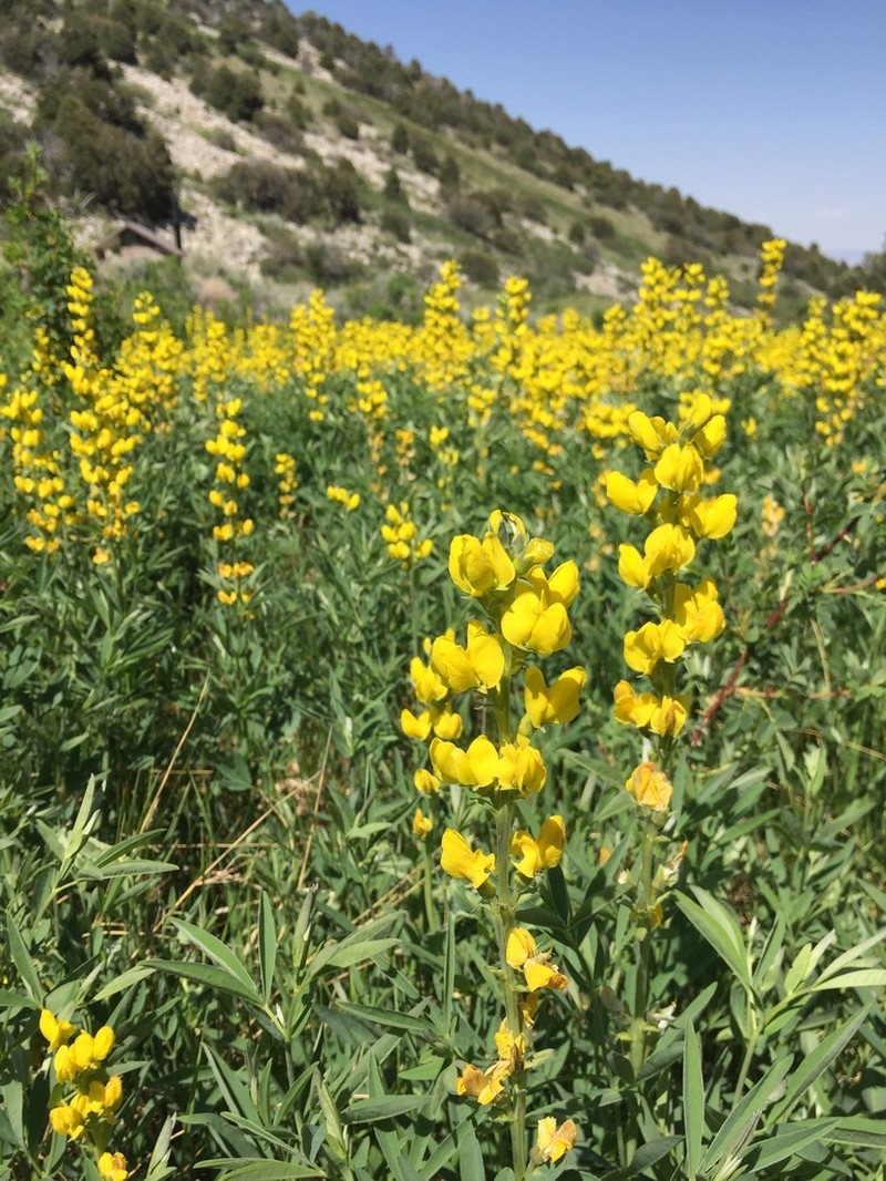 Mountain Goldenbanner photo 7