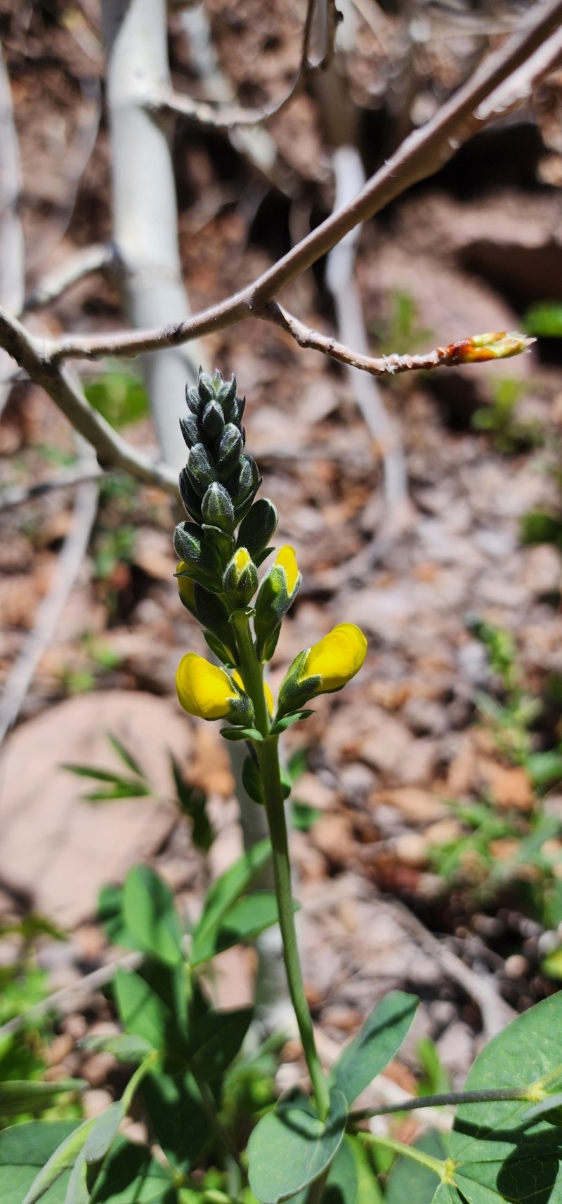 Thermopsis montana var. montana