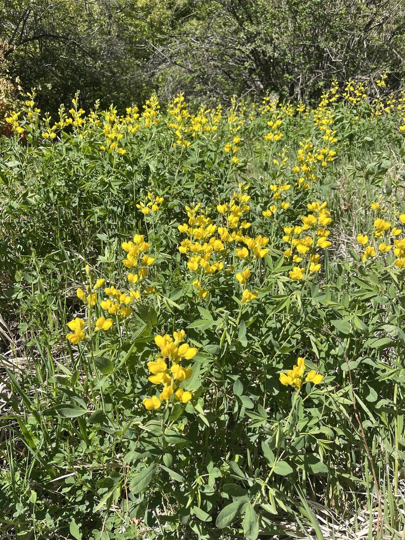 Thermopsis montana var. montana photo 2