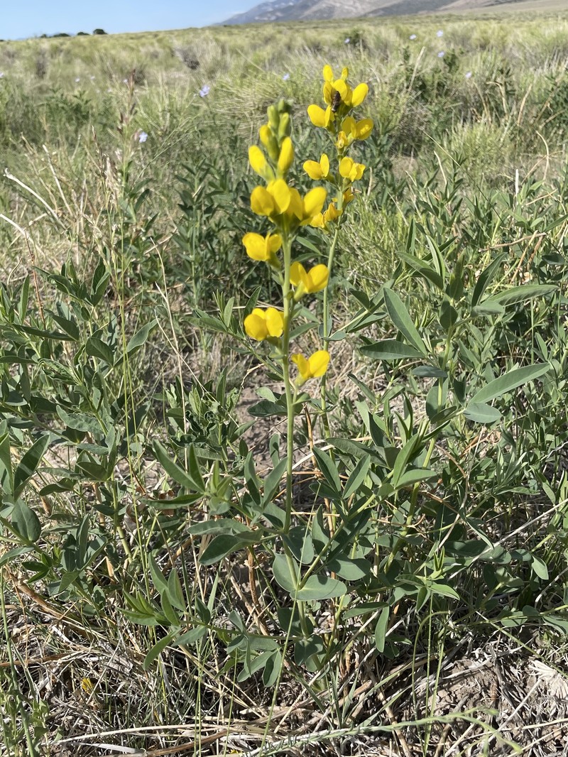 Thermopsis montana var. montana photo 3