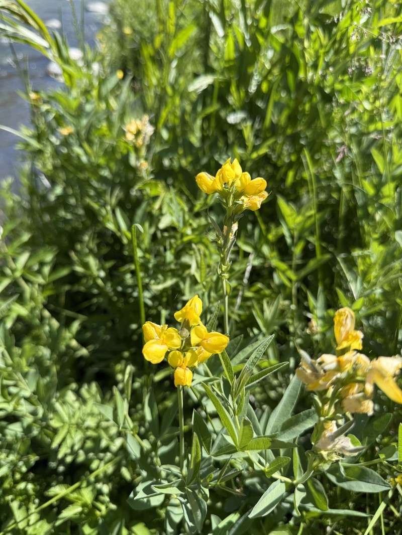 Thermopsis montana var. montana photo 4