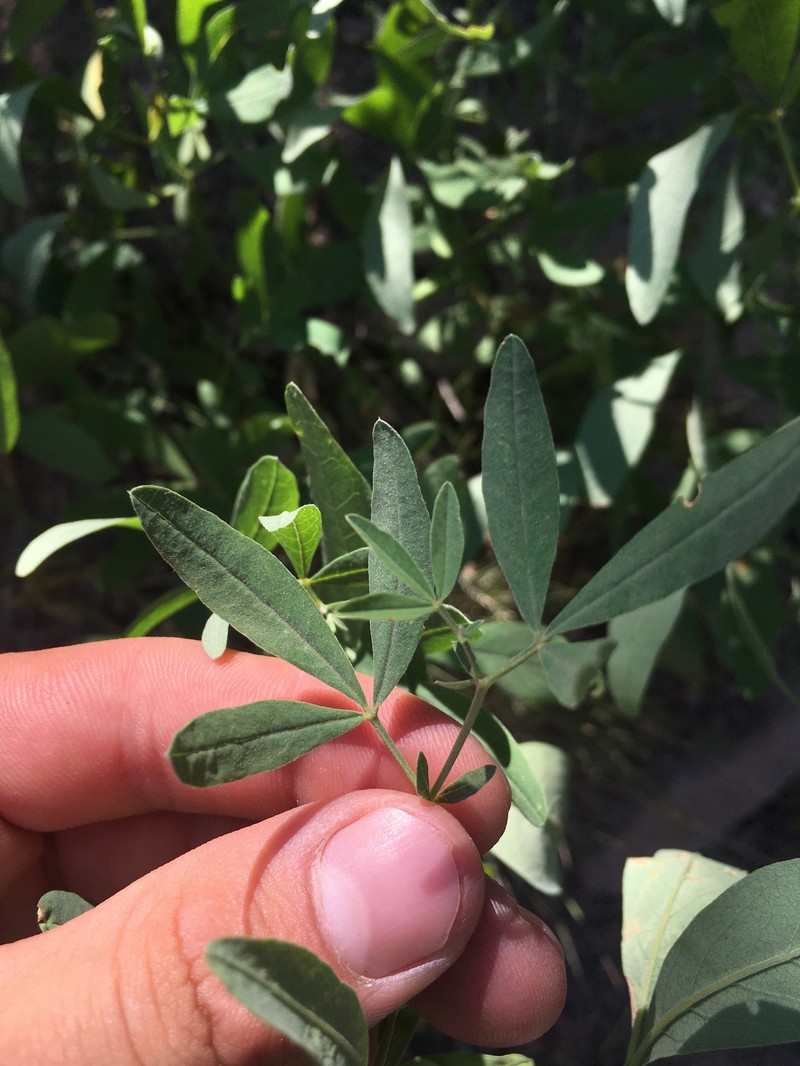 Thermopsis montana var. montana photo 5