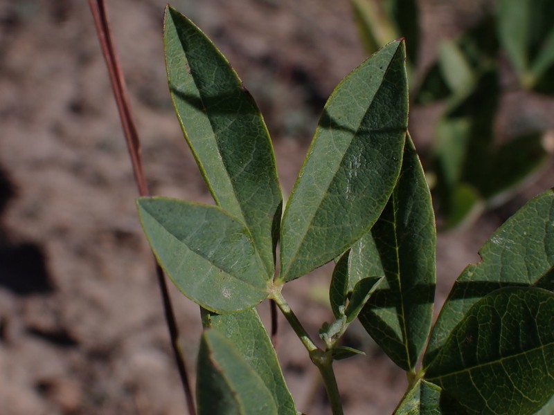 Thermopsis montana var. montana photo 6