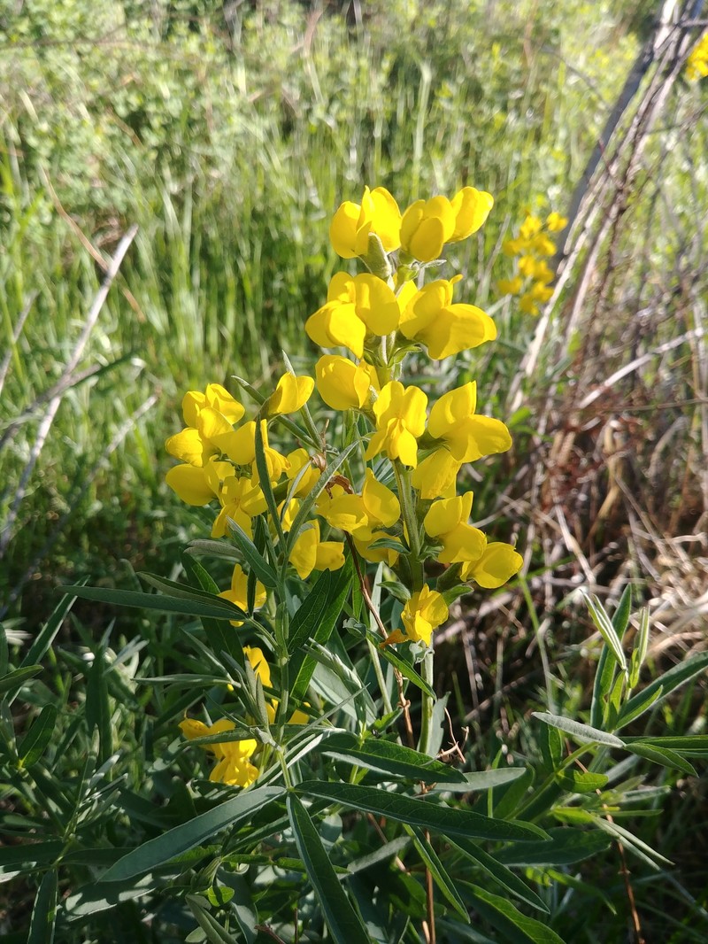 Thermopsis montana var. montana photo 7