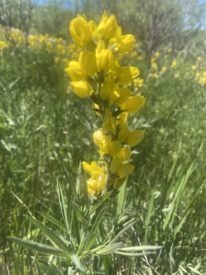 Thermopsis montana var. montana photo 8