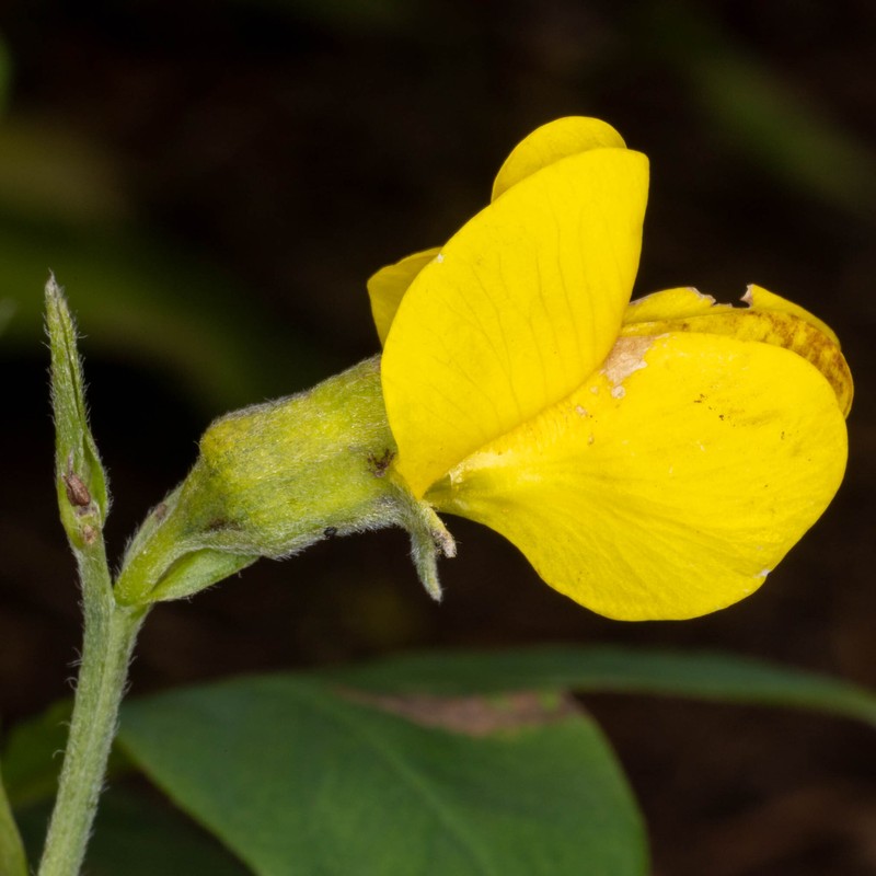 Thermopsis montana var. ovata