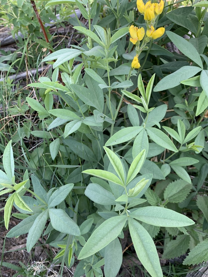 Thermopsis montana var. ovata photo 2
