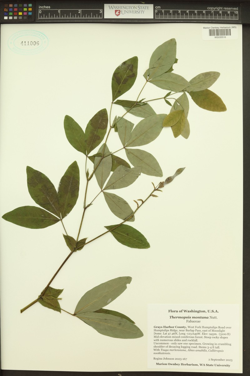 Thermopsis montana var. ovata photo 3